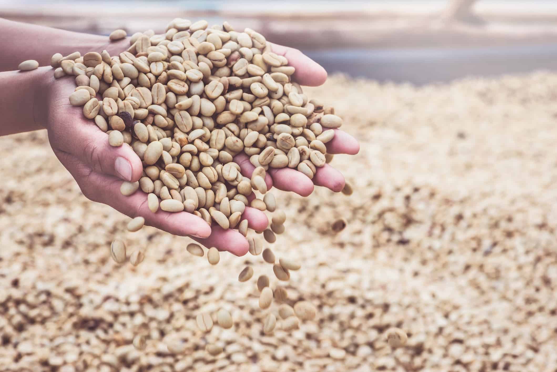 una persona sosteniendo un puñado de granos de café de especialidad
